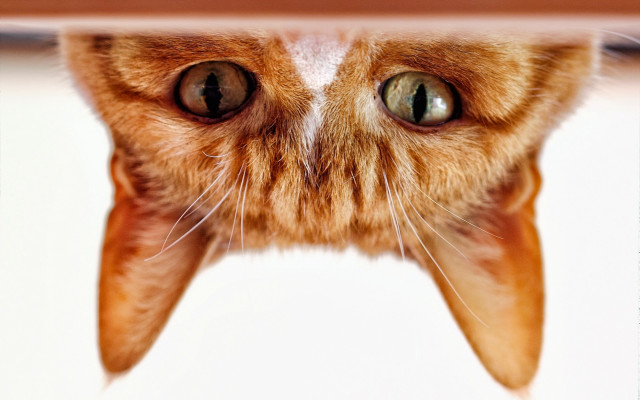 Cat tooth nose macro illusion free wallpaper - medium preview image