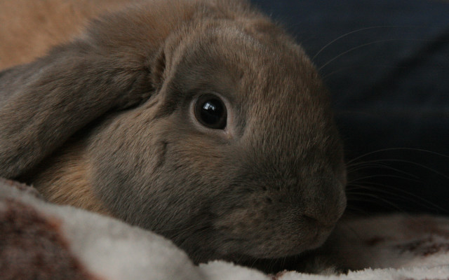 Small rabbit sitting on blanket free wallpaper - medium preview image
