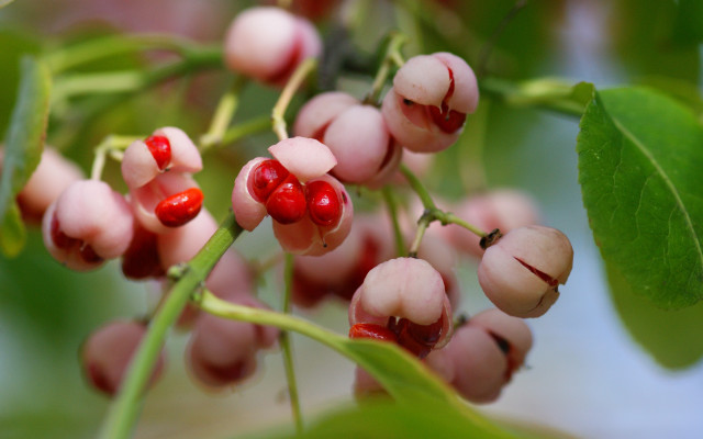 Berries branch leaves blurry bokeh free wallpaper - medium preview image