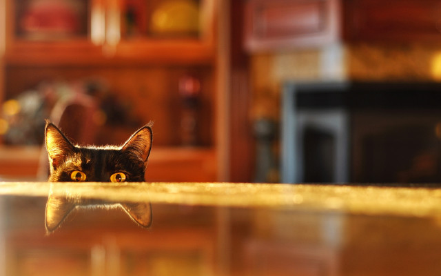 Cat peeking living room bokeh free wallpaper - medium preview image