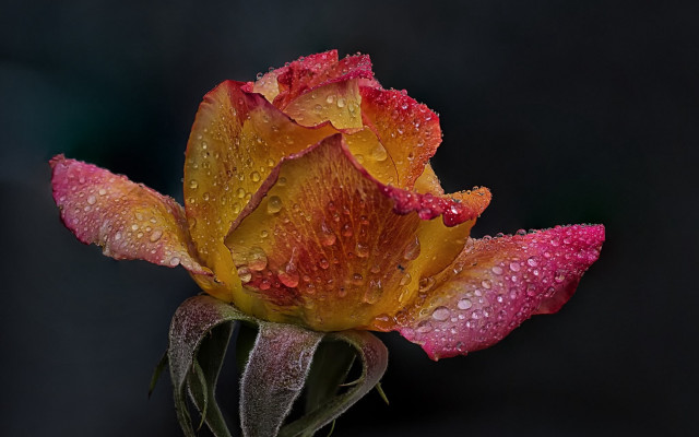 Flower water droplets macro art free wallpaper - medium preview image