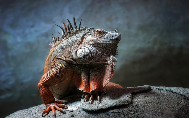 Large lizard rock wall blue free wallpaper - medium preview image
