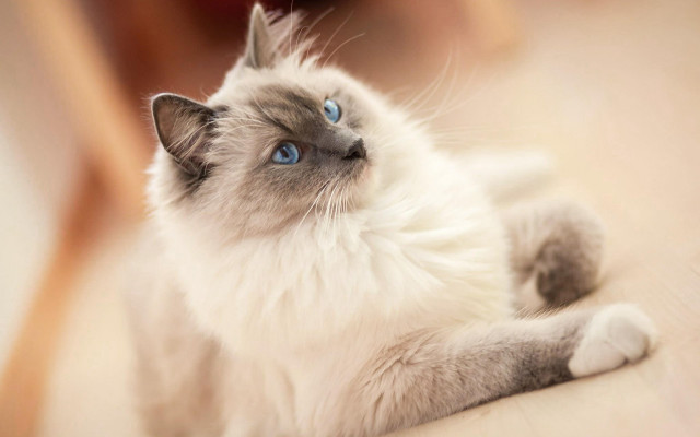 Cat blue eyes laying on #3 free wallpaper - medium preview image