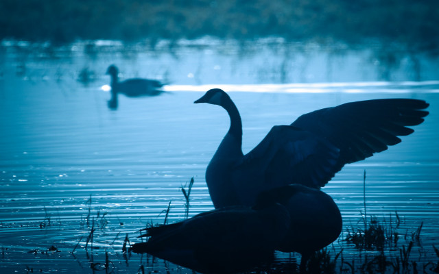 Duck water wings spread head free wallpaper - medium preview image