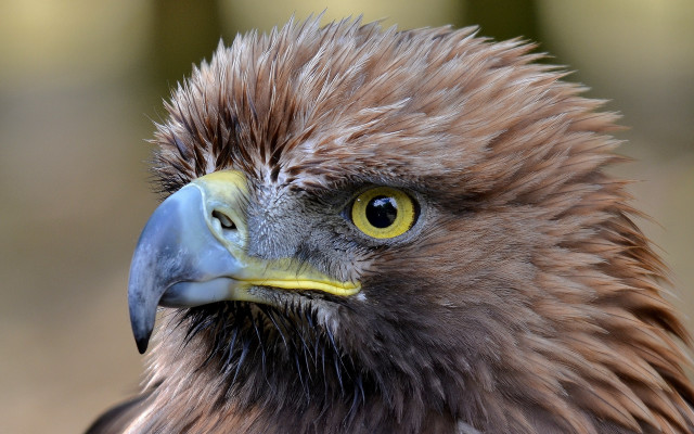 Bird prey yellow beak black #2 free wallpaper - medium preview image