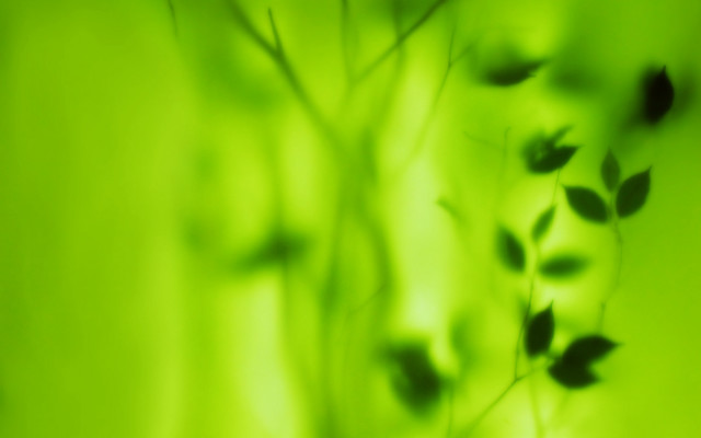 Blurry plant leaves green background free wallpaper - medium preview image