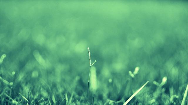 Green grass field single plant free wallpaper - medium preview image