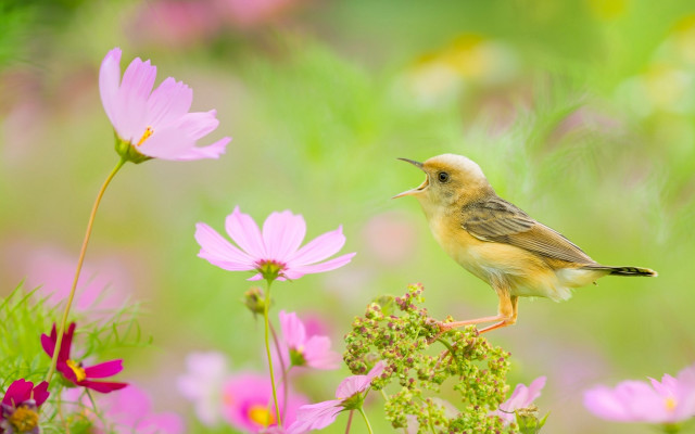 Small bird on flower field free wallpaper - medium preview image