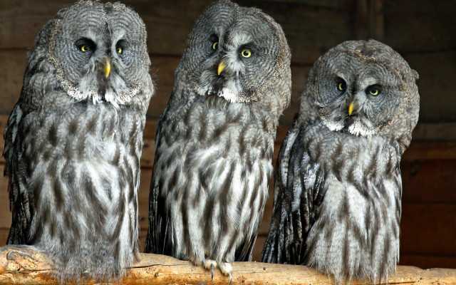 Three owls sad log birds free wallpaper - medium preview image