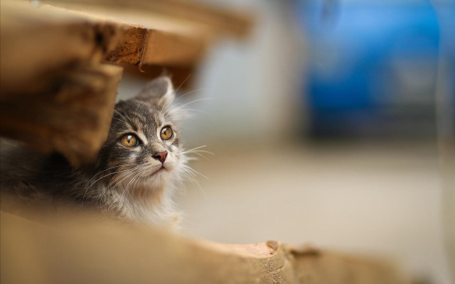 Cat up under table blurry free wallpaper - medium preview image