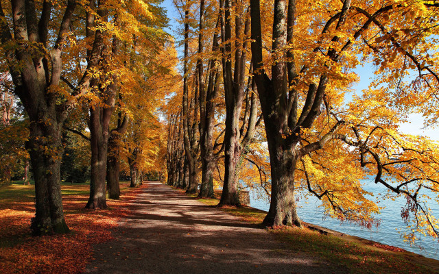 Autumn leaves path by water free wallpaper - medium preview image