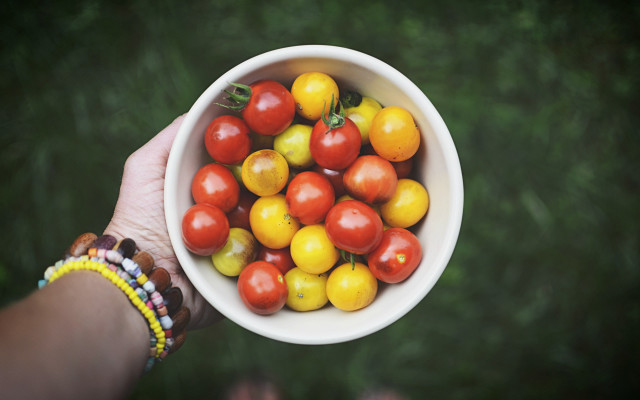 Tomato bowl hand green lawn free wallpaper - medium preview image