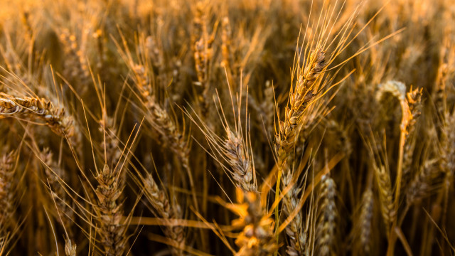 Wheat field autumn fire sunset free wallpaper - medium preview image