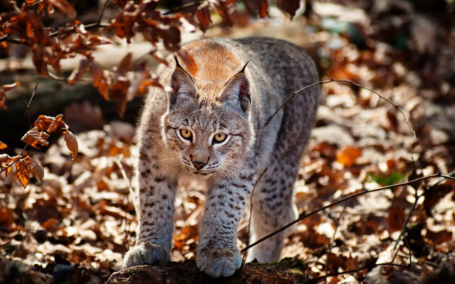 Lynx leafed forest fire breathing free wallpaper - medium preview image