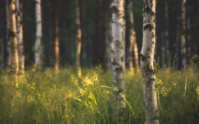 Forest trees grass bokeh city free wallpaper - medium preview image