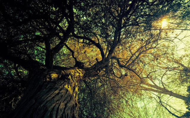 Tree sky fireworks milkyway night free wallpaper - medium preview image