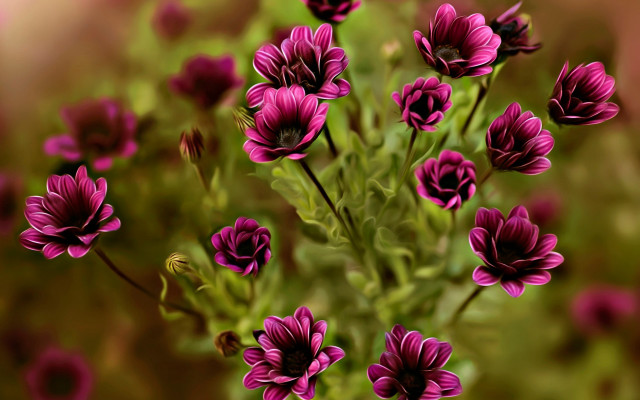 Purple flowers vase macro blurry free wallpaper - medium preview image