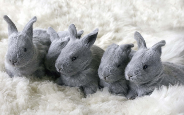 Rabbits fur flooring beatrix puzzle free wallpaper - medium preview image