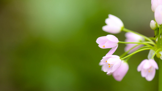Cherry blossom daisy lily lotus free wallpaper - medium preview image