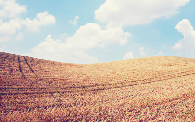 Wheat field sky clouds city free wallpaper - medium preview image