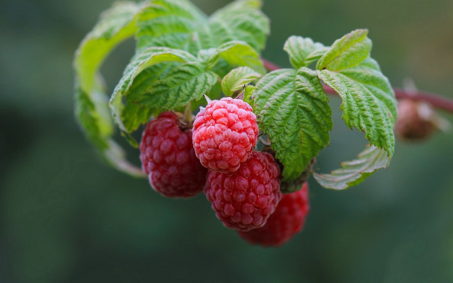 Raspberries tree branch macro photorealism free wallpaper - medium preview image