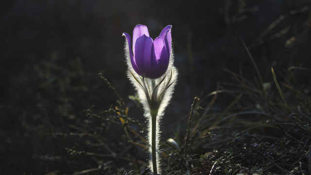 Purple flower sunlight field macro free wallpaper - medium preview image