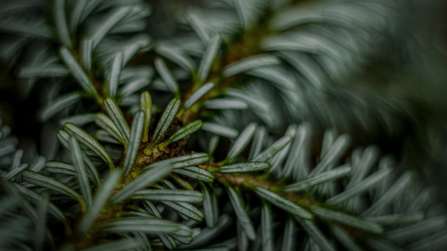 Pine needle branch blurry background free wallpaper - medium preview image
