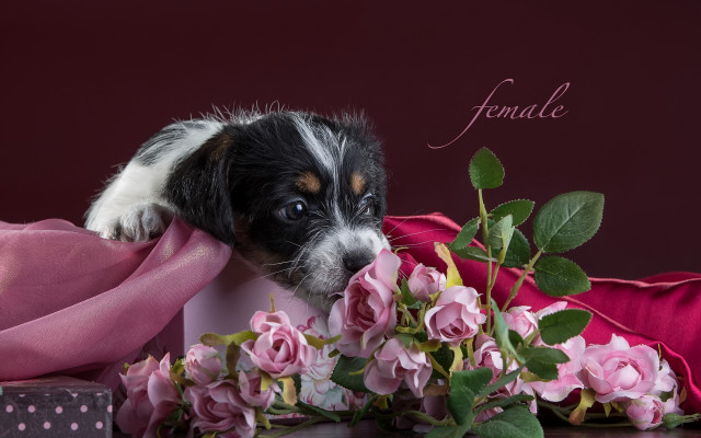 Puppy flower bouquet pink scarf free wallpaper - medium preview image