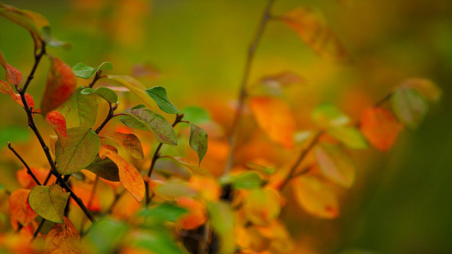 Tree leaves autumn bokeh macro free wallpaper - medium preview image