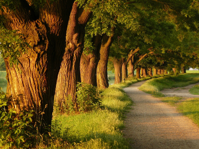Path trees grassy field golf free wallpaper - medium preview image