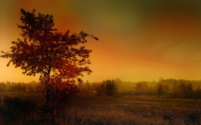 Tree sunset autumn leaves matte free wallpaper - medium preview image