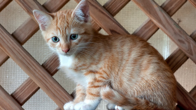 Orange kitten sad looking chair free wallpaper - medium preview image