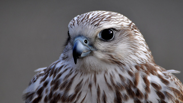 Bird of prey blue beak free wallpaper - medium preview image