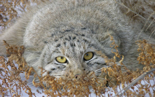 Cat snow surprised ecological puzzle free wallpaper - medium preview image