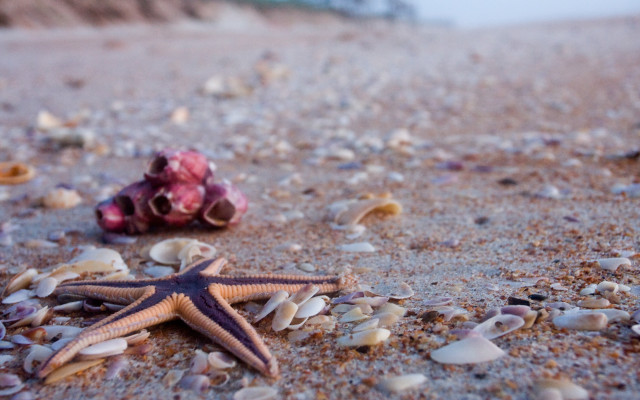 Starfish shells beach shell shallow free wallpaper - medium preview image