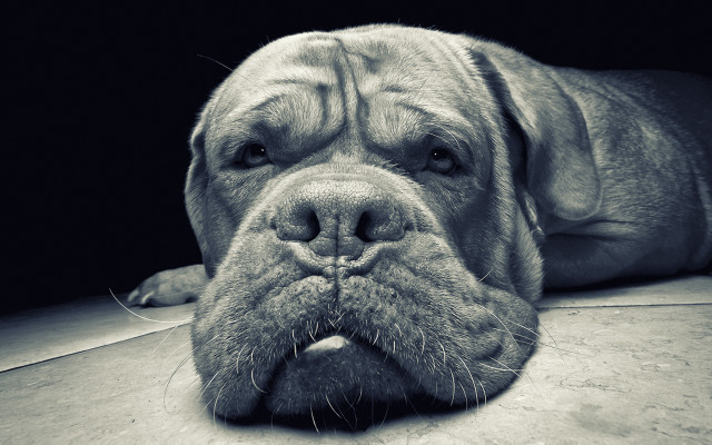 Dog laying floor head closed free wallpaper - medium preview image