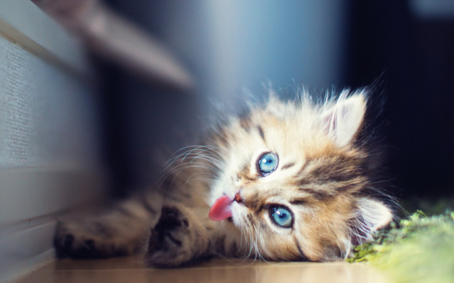 Kitten floor head wall paw free wallpaper - medium preview image