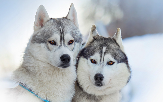 Husky snow dogs serious eyed free wallpaper - medium preview image