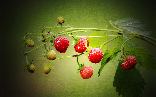 Strawberries branch leaves green background free wallpaper - medium preview image