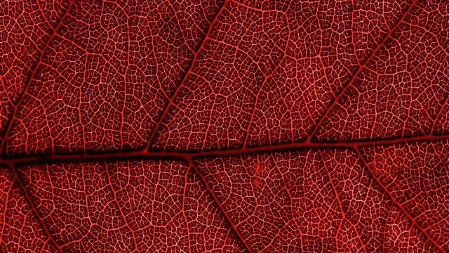 Red leaf veins macro art free wallpaper - medium preview image
