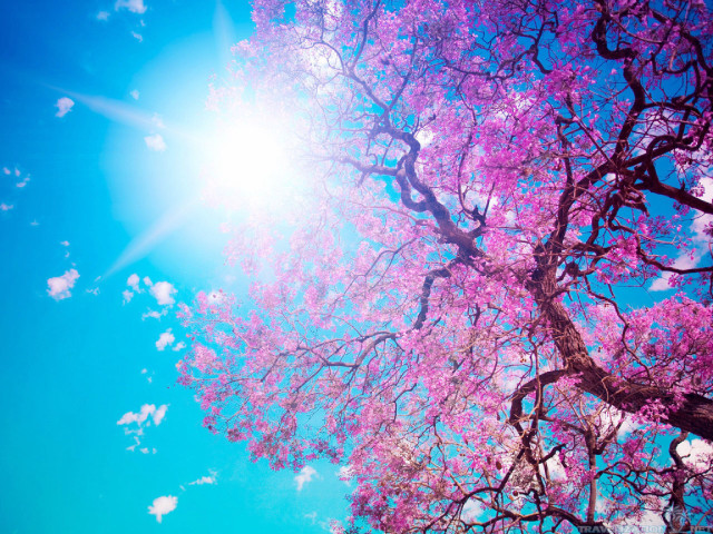 Pink cherry blossoms sunlight outdoors free wallpaper - medium preview image