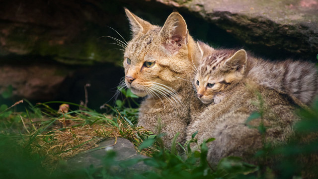 Two cats grass nature outdoors free wallpaper - medium preview image