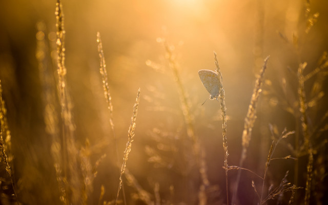 Butterfly grass sunset city horizon free wallpaper - medium preview image