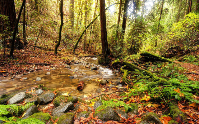 Stream forest trees leaves rocks free wallpaper - medium preview image