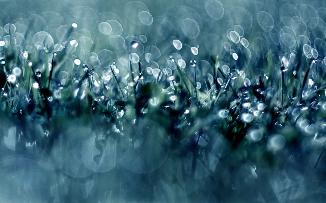 Grass water drops macro underwater free wallpaper - medium preview image