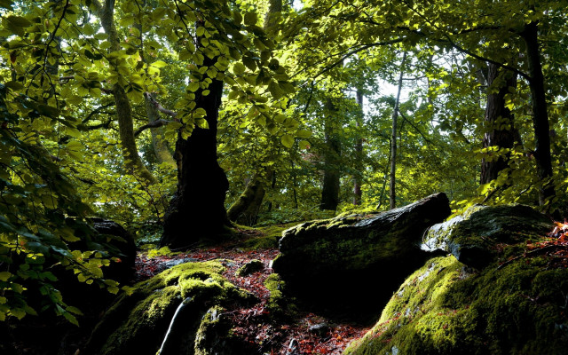 Mossy forest rocks trees nature free wallpaper - medium preview image