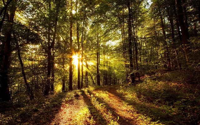 Dirt road forest sunlight trees free wallpaper - medium preview image