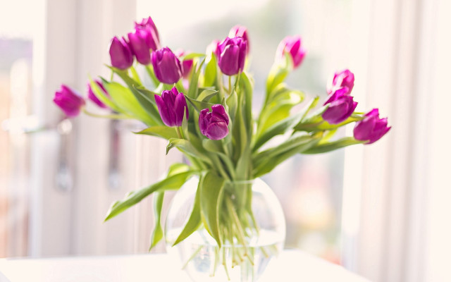 Purple flowers vase table window free wallpaper - medium preview image