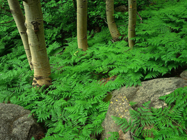 Forest green bench river rocks free wallpaper - medium preview image