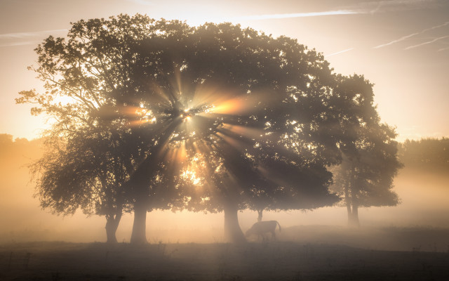 Tree sunshine fog cow nature free wallpaper - medium preview image